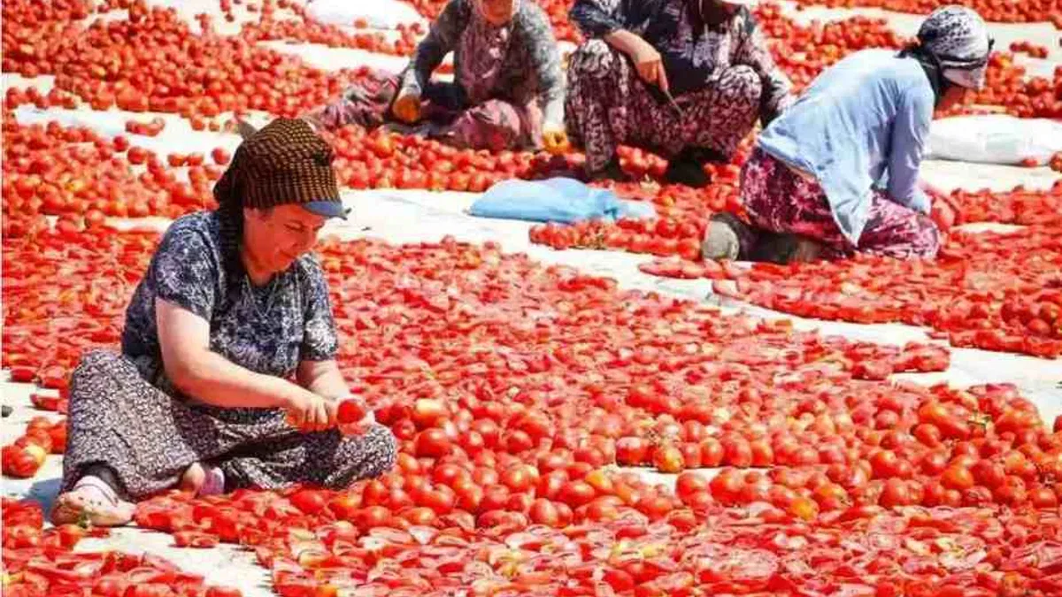 İzmir Büyükşehir’den Torbalı'da 'Kırmızı Altın' mesaisi