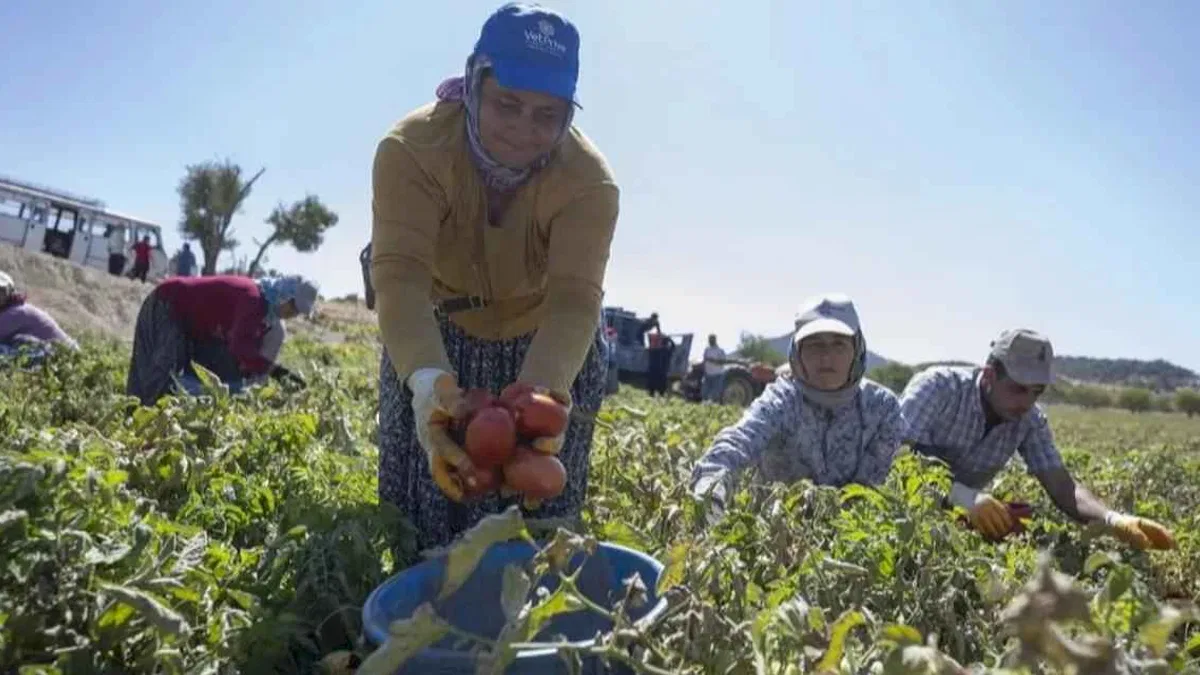 Mersin’de yüzde 70 hibeli domates fidesi desteği