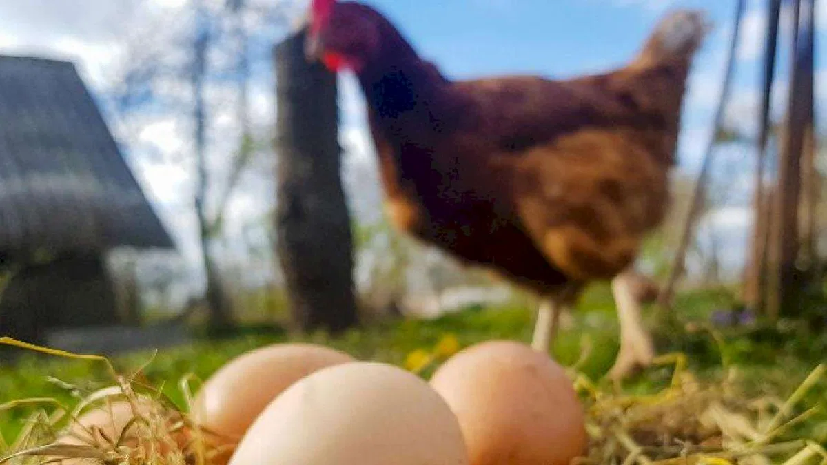 2 milyara yakın yumurta üretildi