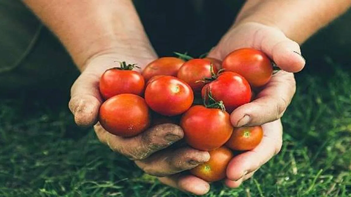 Rusya'ya domates ihracatında kota 500 bin tona çıktı