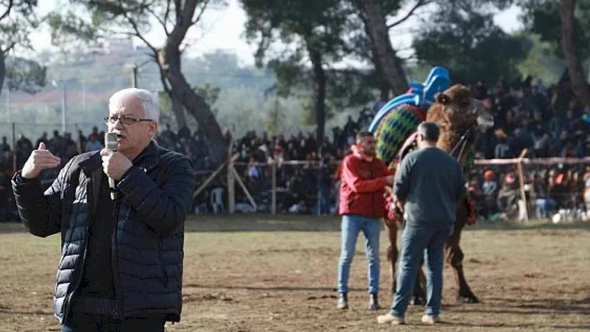 Pelitköy Deve Güreşleri İçin Geri Sayım Başladı