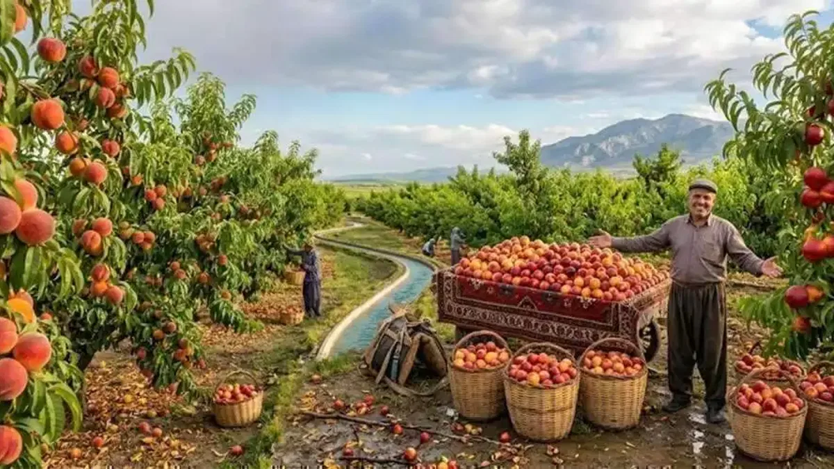 Nektarin ve şeftalide hasat zamanı